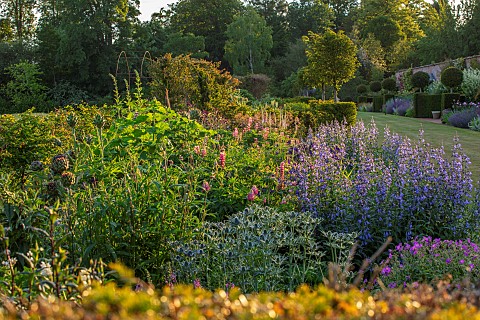 THENFORD_NORTHAMPTONSHIRE_LONG_HERBACEOUS_BORDER_SUMMER_BORDERS_LAWN_GRASS_ERYNGIUMS_LUPINS