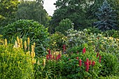 THENFORD, NORTHAMPTONSHIRE: LONG HERBACEOUS BORDER, SUMMER, BORDERS, LUPINS, CARDOONS