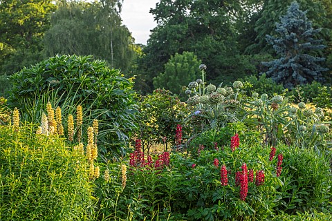 THENFORD_NORTHAMPTONSHIRE_LONG_HERBACEOUS_BORDER_SUMMER_BORDERS_LUPINS_CARDOONS