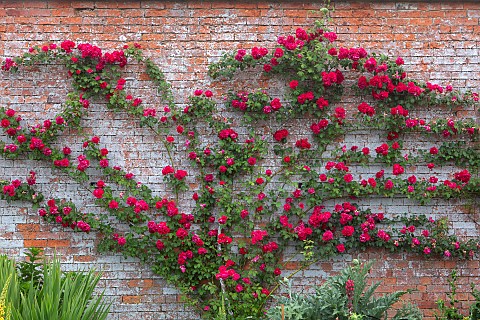 THENFORD_NORTHAMPTONSHIRE_RED_FLOWERS_OF_ROSE_ROSA_PAULS_SCARLET_WALLS_ESPALIERED_ROSES_BLOOMS_FLOWE