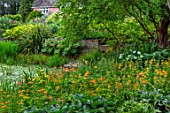 FULLERS MILL GARDEN, SUFFOLK: PERENNIAL, THE MILL POND, SUMMER, JUNE, POOL, WATER, CANDELABRA PRIMULAS, ZANTEDESCHIA AETHIOPICA, FULLERS MILL COTTAGE