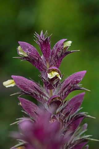 FULLERS_MILL_GARDEN_SUFFOLK_PERENNIAL_CLOSE_UP_OF_RED_YELLOW_FLOWERS_OF_ACANTHUS_DIOSCORIDIS_VAR_PER
