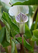 FULLERS MILL GARDEN, SUFFOLK: PERENNIAL, PLANT PORTRAIT OF PINK, CREAM, FLOWERS OF ARISAEMA CANDISISSIMUM, FLOWERING, BLOOMING, STRIPED, STRIPY, JUNE, SUMMER