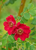 FULLERS MILL GARDEN, SUFFOLK: PERENNIAL, PLANT PORTRAIT OF RED ROSE, ROSA MOYESII, SHRUBS, FLOWERING, BLOOMING, FRAGRANT, SCENTED, JUNE, SUMMER