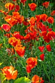 MORTON HALL GARDENS, WORCESTERSHIRE: PLANT PORTRAIT OF ORANGE, RED FLOWERS OF ESCHSCHOLZIA CALIFORNICA MIKADO, ANNUALS, FLOWERING, BLOOMING