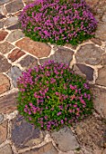 MORTON HALL GARDENS, WORCESTERSHIRE: PATH, PATIO, TERRACE, PAVING, THYME, THYMUS RUSSETINGS, PINK, FLOWERS, FLOWERING, JUNE, SUMMER