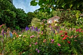 ASHCOMBE, SURREY: COTTAGE GARDEN, JUNE, SUMMER, ROSES, DELPHINIUMS, HOUSE, CORNUS CONTROVERSA VARIEGATA, ROSE FOR YOUR EYES ONLY, ROSE HOT CHOCOLATE