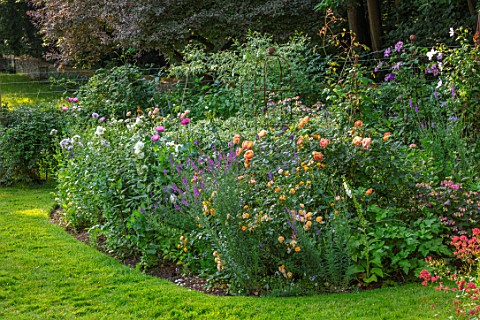 ASHCOMBE_SURREY_COTTAGE_GARDEN_SUMMER_BORDERS_LAWN_ROSES_ROSA_LADY_OF_SHALLOT