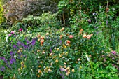 ASHCOMBE, SURREY: COTTAGE GARDEN, SUMMER, BORDERS, LAWN, ROSES, ROSA LADY OF SHALLOT