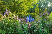ASHCOMBE, SURREY: COTTAGE GARDEN, SUMMER, ROSES, JUNE, BORDERS, DELPHINIUM LOCH LEVIN, BLUE DAWN, SANDPIPER, MOONBEAM, CLEMATIS EMILIA PLATER, POPPIES, ROSA FOR YOUR EYES ONLY