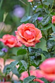 ASHCOMBE, SURREY: PLANT PORTRAIT OF ORANGE, PINK, FLOWERS OF ROSE, ROSA LOUISE CLEMENTS, DECIDUOUS, ROSES, JUNE, BLOOMS, BLOOMING, FLOWERING