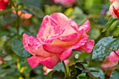 ASHCOMBE, SURREY: PLANT PORTRAIT OF ORANGE, PINK, YELLOW, APRICOT FLOWERS OF ROSE, ROSA JAM AND JERUSALEM, DECIDUOUS, ROSES, JUNE, BLOOMS, BLOOMING, FLOWERING