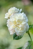 ASHCOMBE, SURREY: PLANT PORTRAIT OF WHITE FLOWERS OF ROSE, ROSA TRANQUILITY , DECIDUOUS, ROSES, JUNE, BLOOMS, BLOOMING, FLOWERING, SCENT, SCENTED, FRAGRANT