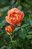 ASHCOMBE, SURREY: PLANT PORTRAIT OF ORANGE FLOWERS OF ROSE, ROSA LADY EMMA HAMILTON, DECIDUOUS, ROSES, JUNE, BLOOMS, BLOOMING, FLOWERING, SCENT, SCENTED, FRAGRANT, SHRUBS