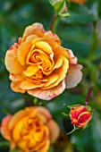 ASHCOMBE, SURREY: PLANT PORTRAIT OF ORANGE, YELLOW, FLOWERS OF ROSE, ROSA LADY OF SHALLOT, DECIDUOUS, ROSES, JUNE, BLOOMS, BLOOMING, FLOWERING, SCENT, SCENTED, FRAGRANT, SHRUBS