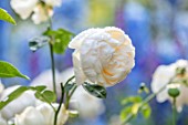 ASHCOMBE, SURREY: PLANT PORTRAIT OF WHITE, YELLOW, FLOWERS OF ROSE, ROSA LARK ASCENDING, DECIDUOUS, ROSES, BLOOMS, BLOOMING, FLOWERING, SCENT, SCENTED, FRAGRANT, SHRUBS