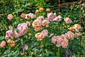 ASHCOMBE, SURREY: PLANT PORTRAIT OF ORANGE FLOWERS OF ROSE, ROSA LADY GARDENER, DECIDUOUS, ROSES, BLOOMS, BLOOMING, FLOWERING, SCENT, SCENTED, FRAGRANT, SHRUBS