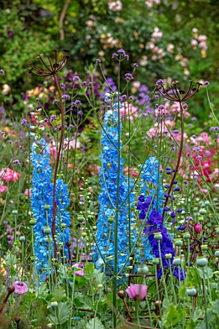 ASHCOMBE_SURREY_PLANT_PORTRAIT_OF_BLUE_FLOWERS_OF_DELPHINIUM_PANDORA_PERENNIALS_JUNE_SUMMER_FLOWERIN