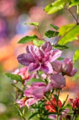 ASHCOMBE, SURREY: PLANT PORTRAIT OF PINK FLOWERS OF CLEMATIS DAWN, JUNE, SUMMER, FLOWERING, BLOOMING, BLOOMS, CLIMBER, PERENNIALS, DECIDUOUS