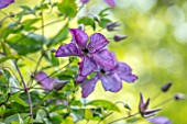 ASHCOMBE, SURREY: PLANT PORTRAIT OF PURPLE FLOWERS OF CLEMATIS VITICELLA EMILIA PLATER, JUNE, SUMMER, FLOWERING, BLOOMING, BLOOMS, CLIMBER, PERENNIALS, DECIDUOUS