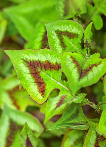 MARK_GRIFFITHS_GARDEN_OXFORD_CLOSE_UP_OF_GREEN_RED_BROWN_LEAVES_FOLIAGE_OF_PERSICARIA_RUNCINATA_PURP