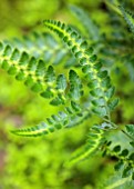 MARK GRIFFITHS GARDEN, OXFORD: CLOSE UP OF GREEN, YELLOW, VARIEGATED, LEAVES, FOLIAGE OF ARACHNIODES SIMPLICFIOR, FERNS
