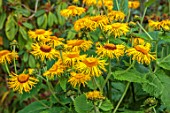 BELMONT HOUSE, SUSSEX - DESIGN ANTHONY PAUL: CLOSE UP OF YELLOW FLOWERS OF INULA HOOKERI, FLOWERING, BLOOMS, BLOOMING, PERENNIALS
