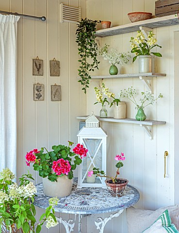ASHBROOK_HOUSE_NORTHAMPTONSHIRE_DESIGNER_JOSEPHINE_MAYDON__TABLE_GERANIUMS_CONTAINERS_SHELVES_SHED_S
