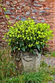 SILVER STREET FARM, DEVON. DESIGNER ALASDAIR CAMERON - STONE CONTAINER IN COURTYARD PLANTED WITH NICOTIANA ALATA LIME GREEN, ANNUALS