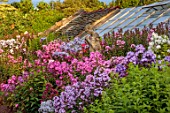 LARCH COTTAGE NURSERIES, CUMBRIA: STSTUE, BORDER OF PHLOX, BORDERS, ORNAMENTS, FORMAL, PINK FLOWERS, SUMMER, GREENHOUSE