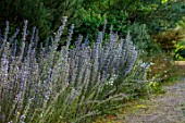 LARCH COTTAGE NURSERIES, CUMBRIA: BLUE FLOWERS OF ECHIUM VULGARE BESIDE THE PATH, VIPERS BUGLOSS, TALL, UPRIGHT, SPIKES, BIENNIALS, SUMMER