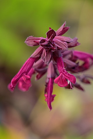 LARCH_COTTAGE_NURSERIES_CUMBRIA_CLOSE_UP_OF_RED_DARK_PINK_FLOWERS_OF_SALVIA_LOVE_AND_WISHES_SAGES_PE
