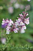 LARCH COTTAGE NURSERIES, CUMBRIA: CLOSE UP OF WHITE, CREAM, PINK FLOWERS OF LINARIA DIAL PARK, PERENNIALS, SUMMER, JULY, DECIDUOUS, HERBACEOUS