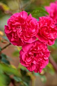 LARCH COTTAGE NURSERIES, CUMBRIA: CLOSE UP PORTRAIT OF THE RED, PINK FLOWERS OF ROSE - ROSA CHAPEAU DE NAPOLEON