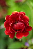 LARCH COTTAGE NURSERIES, CUMBRIA: CLOSE UP PORTRAIT OF THE RED FLOWERS OF POTENTILLA GLOIRE DE NANCY, HERBACEOUS, PERENNIALS