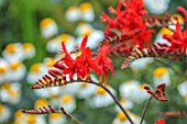 LARCH COTTAGE NURSERIES, CUMBRIA: CLOSE UP PORTRAIT OF THE RED FLOWERS OF