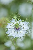 BEX PARTRIDGE, BOTANICAL TALES: CLOSE UP OF PALE BLUE FLOWERS OF LOVE-IN-A-MIST, NIGELLA DAMASCENA, BLOOMS, FLOWERING, BLOOMING, ANNUALS