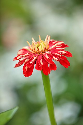 BEX_PARTRIDGE_BOTANICAL_TALES_CLOSE_UP_OF_RED_WHITE_FLOWERS_OF_ZINNIA_BLOOMS_FLOWERING_BLOOMING_ANNU