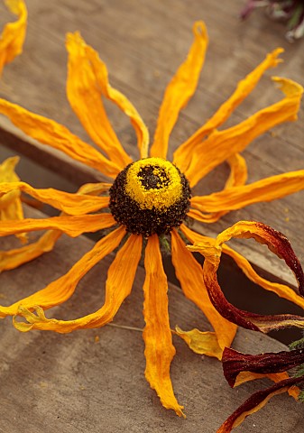 BEX_PARTRIDGE_BOTANICAL_TALES_FLOWER_HEADS_DRYING_IN_SLOT_OF_UPTURNED_WOODEN_CRATE_RUDBECKIAS