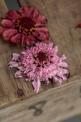 BEX_PARTRIDGE_BOTANICAL_TALES_FLOWER_HEADS_DRYING_IN_SLOT_OF_UPTURNED_WOODEN_CRATE_ZINNIAS