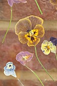BEX PARTRIDGE, BOTANICAL TALES: DETAIL OF PRESSED GARDEN PANSIES IN GLASS FRAME, DRIED, FLOWERS