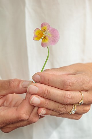 BEX_PARTRIDGE_BOTANICAL_TALES_BEX_HOLDING_A_FRESHLY_PICKED_PANSY_FOR_PRESSING