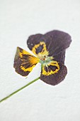 BEX PARTRIDGE, BOTANICAL TALES: PRESSED PANSY IN PAPER LINED FLOWER PRESS