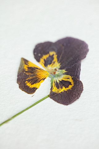 BEX_PARTRIDGE_BOTANICAL_TALES_PRESSED_PANSY_IN_PAPER_LINED_FLOWER_PRESS