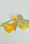 BEX PARTRIDGE, BOTANICAL TALES: PRESSED PANSY IN PAPER LINED FLOWER PRESS