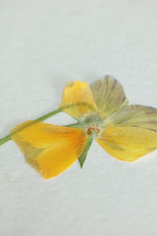BEX_PARTRIDGE_BOTANICAL_TALES_PRESSED_PANSY_IN_PAPER_LINED_FLOWER_PRESS