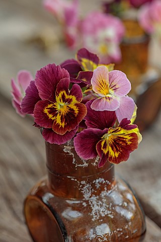 BEX_PARTRIDGE_BOTANICAL_TALES_PANSIES_IN_VASE_READY_FOR_PRESSING_IN_PAPER_LINED_FLOWER_PRESS_ON_WOOD