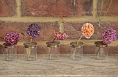 BEX PARTRIDGE, BOTANICAL TALES: ROW OF GLASS VASES, CONTAINERS WITH INDIVIDUALLY DRIED FLOWER HEADS OF DAHLIAS