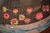 BEX PARTRIDGE, BOTANICAL TALES: GARDEN RIDDLE WITH PINK AND YELLOW DRIED ZINNIA FLOWER HEADS