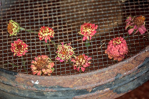 BEX_PARTRIDGE_BOTANICAL_TALES_GARDEN_RIDDLE_WITH_PINK_AND_YELLOW_DRIED_ZINNIA_FLOWER_HEADS